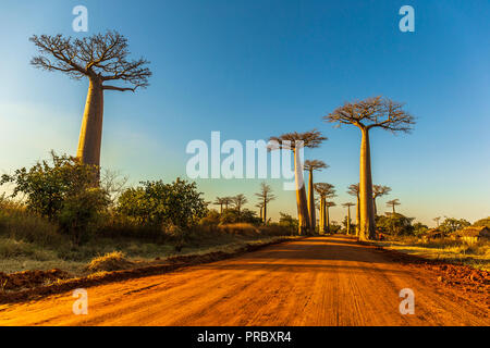 Section d'une route de terre entre Morondava et Belon'i dans la région de Menabe Tsiribihina avec des arbres baobabs Banque D'Images