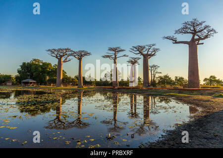 Section d'une route de terre entre Morondava et Belon'i dans la région de Menabe Tsiribihina avec des arbres baobabs Banque D'Images