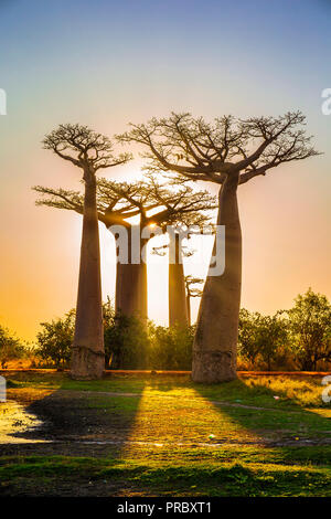 Beaux baobabs au coucher du soleil sur l'avenue des baobabs à Madagascar Banque D'Images