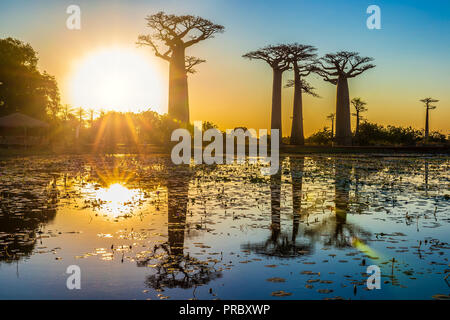 Beaux baobabs au coucher du soleil sur l'avenue des baobabs à Madagascar Banque D'Images