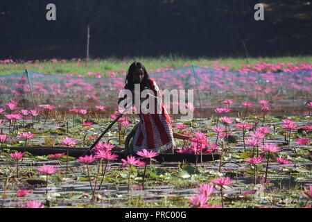 Nénuphars 07november2017, les enfants bangladais collectent des nénuphars rouges dans les zones humides de Narayangong. © Nazmul Islam/Alamy Live News Banque D'Images