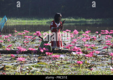 Nénuphars 07november2017, les enfants bangladais collectent des nénuphars rouges dans les zones humides de Narayangong. © Nazmul Islam/Alamy Live News Banque D'Images