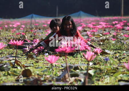 Nénuphars 07november2017, les enfants bangladais collectent des nénuphars rouges dans les zones humides de Narayangong. © Nazmul Islam/Alamy Live News Banque D'Images