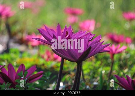 Nénuphars 07november2017, les enfants bangladais collectent des nénuphars rouges dans les zones humides de Narayangong. © Nazmul Islam/Alamy Live News Banque D'Images