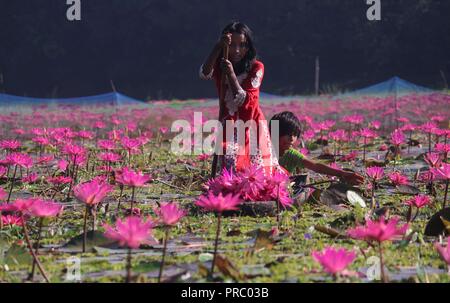 07 nov2017 dhaka Bangladesh, les enfants bangladais collectent des nénuphars rouges dans les zones humides de Narayangong. © Nazmul Islam/Alamy Live News Banque D'Images