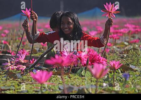 07 nov2017 dhaka Bangladesh, les enfants bangladais collectent des nénuphars rouges dans les zones humides de Narayangong. © Nazmul Islam/Alamy Live News Banque D'Images