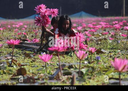 Nénuphars 07november2017, les enfants bangladais collectent des nénuphars rouges dans les zones humides de Narayangong. © Nazmul Islam/Alamy Live News Banque D'Images