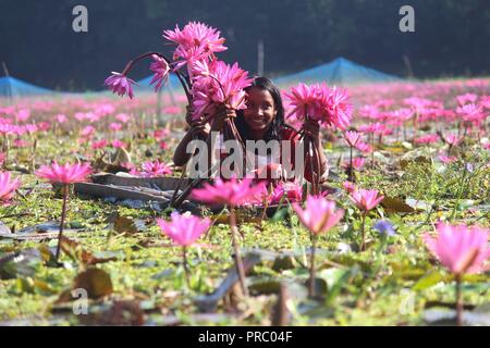 Nénuphars 07november2017, les enfants bangladais collectent des nénuphars rouges dans les zones humides de Narayangong. © Nazmul Islam/Alamy Live News Banque D'Images