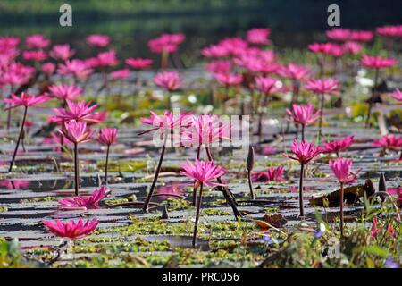 Nénuphars 07november2017, les enfants bangladais collectent des nénuphars rouges dans les zones humides de Narayangong. © Nazmul Islam/Alamy Live News Banque D'Images