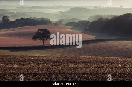 La campagne d'automne à champs brumeux matin de Much Wenlock, Shropshire, Angleterre Banque D'Images