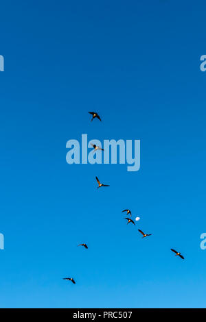 Troupeau de Bernaches du Canada (Branta canadensis), volant en V vers la lune. Banque D'Images