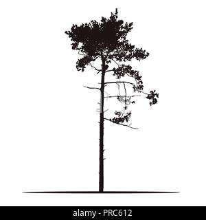 Silhouette d'arbre - réaliste avec des branches de pin et de l'aiguille - vecteur isolé sur fond blanc Illustration de Vecteur