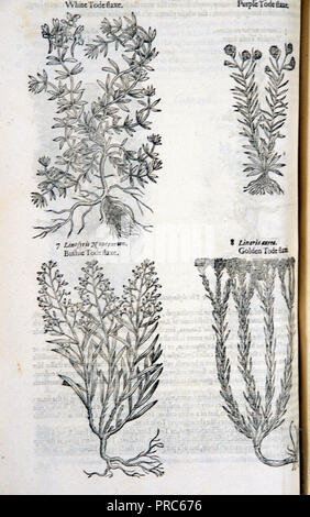 Quatre gravures sur bois de différents types de linaria, montrant les tiges, feuilles et racines Banque D'Images