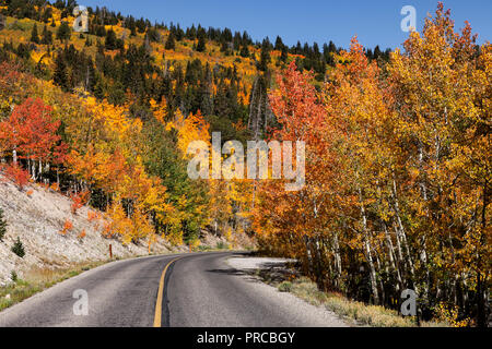 Les trembles changement à couleurs d'automne sur Wheeler Peak Scenic Drive dans le Parc National du Grand Bassin Banque D'Images