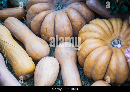 Beaucoup de citrouilles fraîches à la ferme fête d'automne à la veille de l'Halloween. Chasse d'automne. Banque D'Images