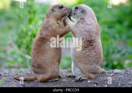 Couple de chiens de prairie Banque D'Images