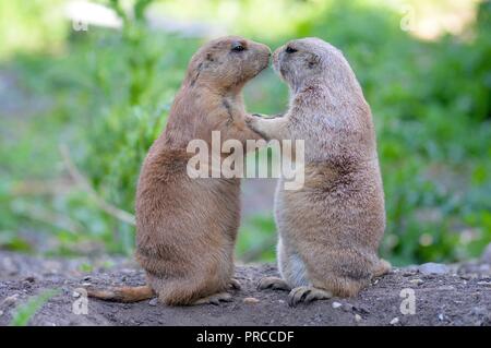 Les chiens de prairie dans l'amour Banque D'Images