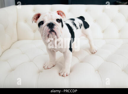 Black & White baby bulldog puppy dog se lève sur un plissé. table moderne Il est à l'avant avec sa tête jusqu'à la guillerette. Banque D'Images