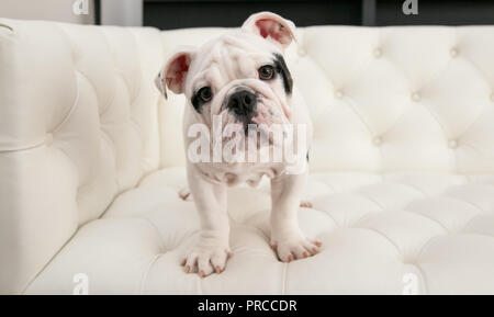 Black & White baby bulldog puppy dog se lève sur un plissé. table moderne Il est orienté vers l'avant avec sa tête inclinée. Banque D'Images