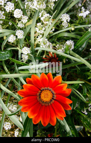 Gazania Daybreak orange et blanc Alyssum "tapis de neige" fleurs Banque D'Images