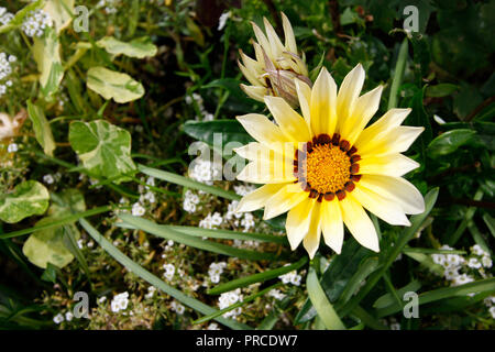 Gazania Daybreak jaune et blanc Alyssum "tapis de neige" fleurs Banque D'Images