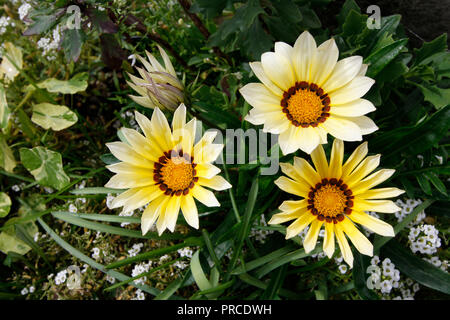 Gazania Daybreak jaune et blanc Alyssum "tapis de neige" fleurs Banque D'Images