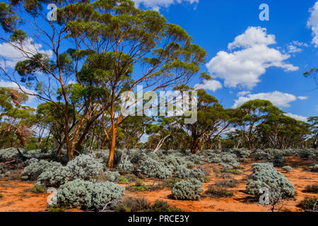 Gomme Gimlet et saltbush croissant dans le Grand Bois de l'Ouest qui est la plus grande forêt tempérée qui reste sur terre. L'ouest de l'Australie Banque D'Images