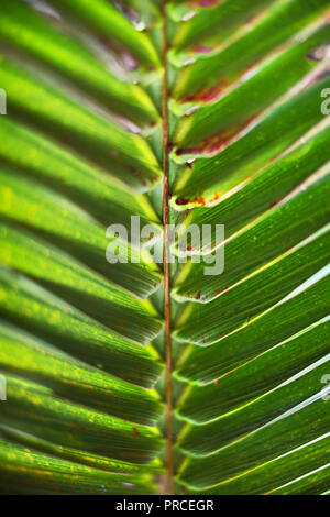 Palm tree leaf pattern symétrique en forme graphique un fond vert Banque D'Images