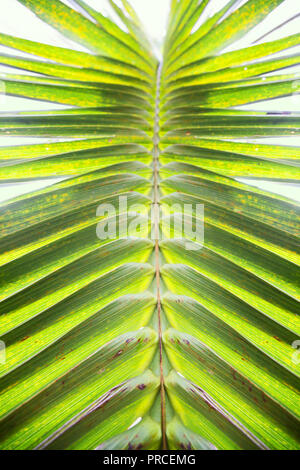 Palm tree leaf pattern symétrique en forme graphique un fond vert Banque D'Images