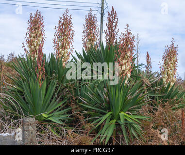 La floraison du yucca gloriosa yucca poussant parmi les fougères dans l'Ouest de Cork en Irlande. Banque D'Images
