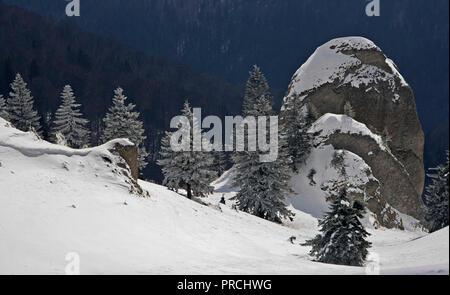 Paysage d'hiver avec des pins et des tours rocheuses dans les Carpates. Montagnes Ciucas, Roumanie Banque D'Images