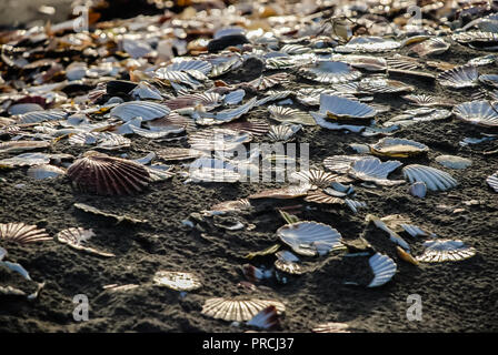 Coquilles St Jacques sur une plage, abandonnée par l'industrie de la pêche. Banque D'Images