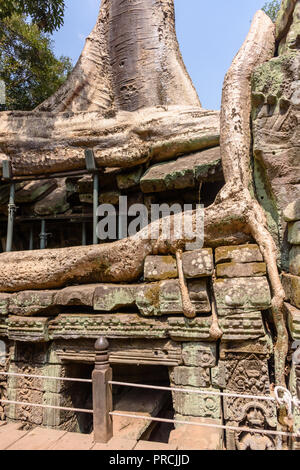 Les échafaudages métalliques soutenir les murs comme les racines d'un arbre géant menacent de ruine et de prendre en charge l'UNESCO World Heritage site d'Ankor Thom, Banque D'Images