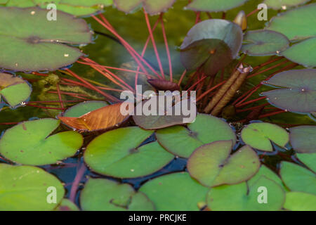 Nénuphar vert et brun des feuilles et de la tige sur la surface d'eau calme. L'été dans le jardin. Toile de fond décorative ou pour tout projet ou un Banque D'Images