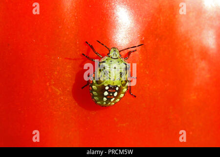 Green stink bug larve en fin de 5ème stade Amérique Nezara viridula se nourrissent d'une famille de tomate pentatomidae également appelé un légume vert bug Banque D'Images