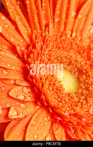 Daisy fleur avec des gouttes d'eau sur les pétales Banque D'Images