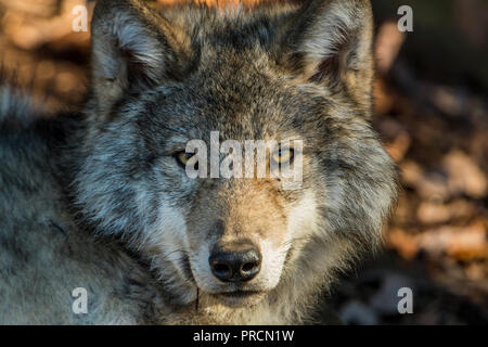 Portrait de Loup gris Banque D'Images