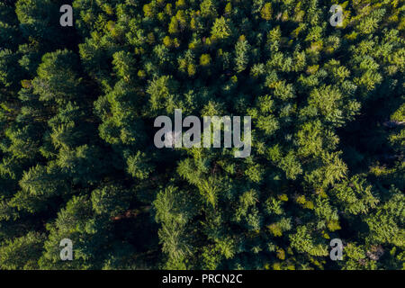 Vue aérienne d'une forêt de pins au Canada Banque D'Images