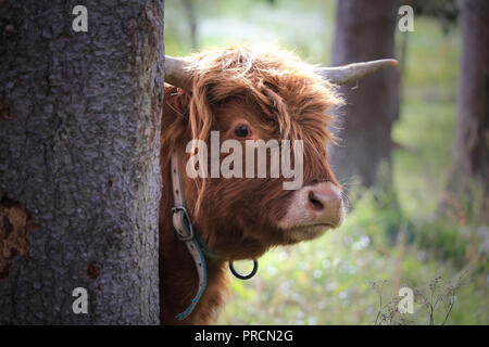 Jeune, timide et curieux Highland taureau se profile derrière un arbre. Banque D'Images
