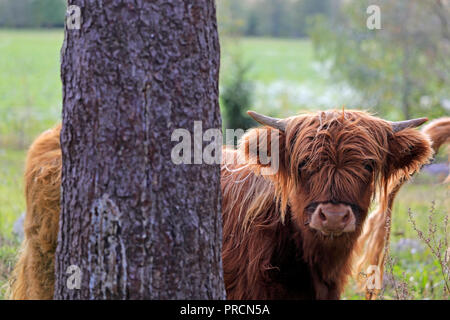 Jeune, timide et curieux Highland taureau regarde derrière un arbre sur une claire journée d'automne. Focus sélectif. Banque D'Images