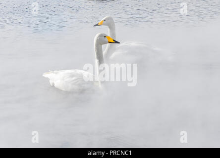 Un couple de cygnes chanteurs dans les sources chaudes. Banque D'Images