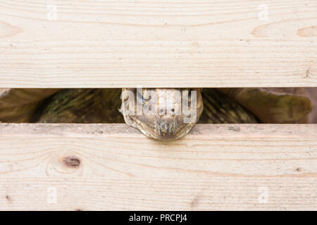 Vieille tortue dans une boîte en bois Banque D'Images