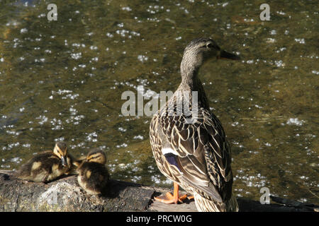 Une cane et ses canetons assis sur un journal dans un lac sur une journée ensoleillée Banque D'Images