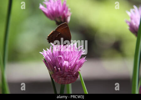 Un gros plan d'un brown papillon sur une fleur de trèfle avec plus de fleurs à l'arrière-plan Banque D'Images