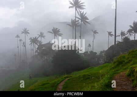 La vallée de Cocora (Espagnol : Valle de Cocora) est une vallée située dans le département de l'QuindÃo, juste en dehors de la jolie petite ville de Salento, dans le pays Banque D'Images