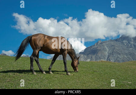 Chevaux près de l'église Sainte trinité Gergeti par Chkheri la rivière, sous le mont Kazbegi, à une altitude de 2170 mètres dans le Caucase, en Géorgie Banque D'Images