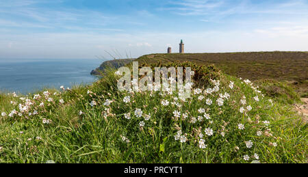 Fleurs sauvages blancs spécifiques (Saxifraga hypnoides) sur le littoral en Bretagne dans le Nord de la France, près de Cap Fréhel sur la Côte d'armure. Banque D'Images