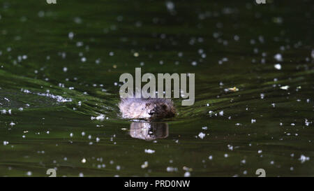 Un rat musqué nage tête vers l'appareil photo (Allemagne). Ein Bisam schwimmt auf die Kamera zu frontale (Deutschland). Banque D'Images