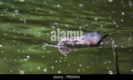 Un rat musqué nage (Allemagne). Ein Bisam schwimmend (Deutschland). Banque D'Images