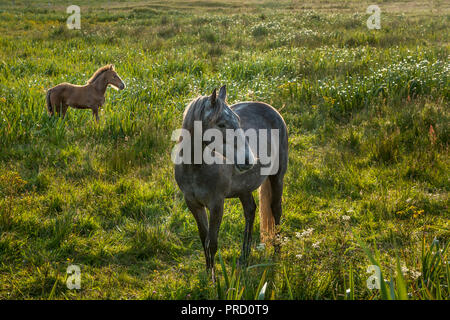 Mayo, Ireland. 27 juillet, 2007. Une jument avec son poulain dans le comté de Mayo, Irlande. Banque D'Images